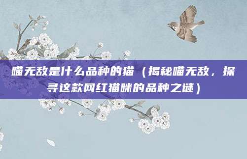 喵无敌是什么品种的猫（揭秘喵无敌，探寻这款网红猫咪的品种之谜）