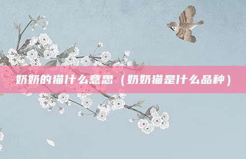 奶奶的猫什么意思（奶奶猫是什么品种）