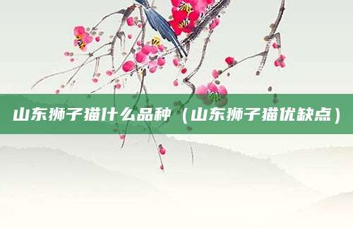 山东狮子猫什么品种（山东狮子猫优缺点）