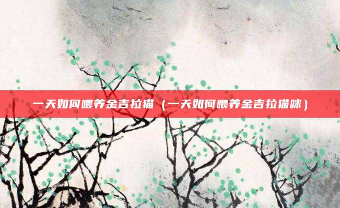 一天如何喂养金吉拉猫（一天如何喂养金吉拉猫咪）