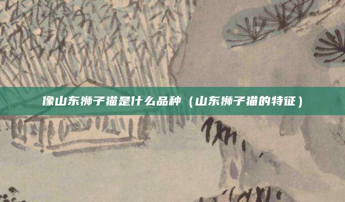 像山东狮子猫是什么品种（山东狮子猫的特征）