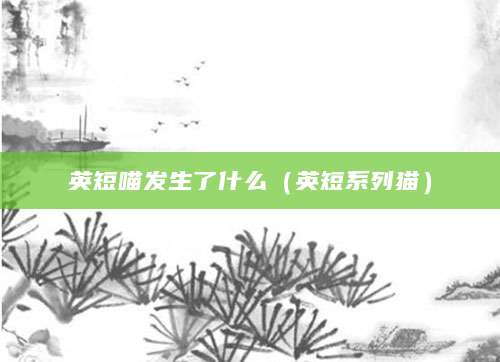 英短喵发生了什么（英短系列猫）